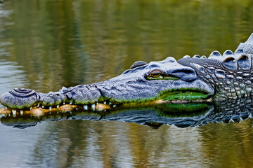 Obraz premium Large brown crocodile swimming in the water of river. swims animal river concept. a large brown crocodile swimming in the water of river. a concept of a large brown crocodile swimming in the water of.
