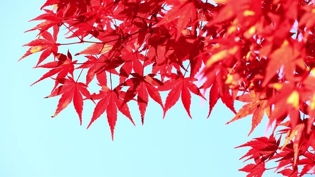 red maple leaves swaying in the wind