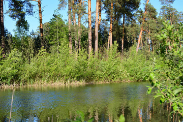 a pond with a forest and pine trees in the background