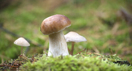 Closeup of Wild Penny Bun Mushroom in a Lush Forest