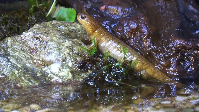 Closeup of Iwami Salamander, Hynobius Iwami, resting on rock. Japanese salamander. 4K