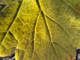 close up of leaf