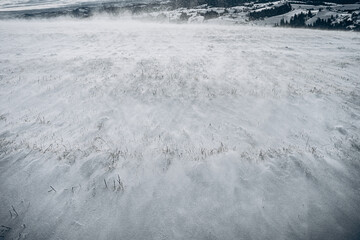 Snowy Winter Landscape with Sparkling Snowflakes in Open Field under Bright Sunlight
