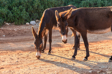 Two donkeys graze peacefully on a warm afternoon in a sunlit rural setting.