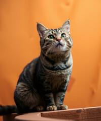Curious Cat with Green Eyes on Orange Background