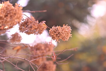 tree, nature, spring, flower, branch, autumn, leaf, plant, blossom, winter, season, leaves, green, frost, forest, summer, bush, yellow, bud, cold, cherry, red, natural, sky, grass