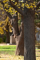 tree, nature, spring, flower, branch, autumn, leaf, plant, blossom, winter, season, leaves, green, frost, forest, summer, bush, yellow, bud, cold, cherry, red, natural, sky, grass