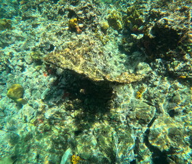 beautiful elkhorn coral in the reef, undersea photo. Acropora palmata coral reef. underwater in caribbean sea