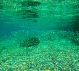 shoal of fishes, schooling fishes in caribbean sea, underwater photo of aggregated silver fishes called pisquettes in guadeloupe