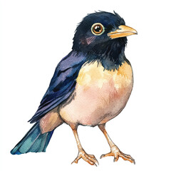 cute Myna watercolor clipart illustration isolated