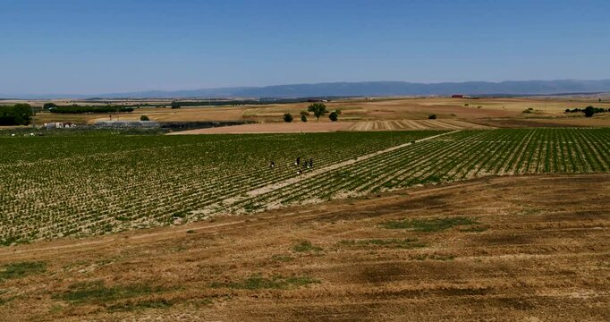 Vista a&eacute;rea de personas de diversas nacionalidades recolectando hortalizas en un campo. La toma con dron destaca colaboraci&oacute;n, diversidad y sostenibilidad, ideal para proyectos sobre trabajo en equipo