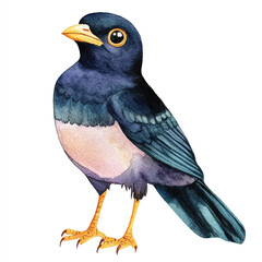 cute Myna watercolor clipart illustration isolated