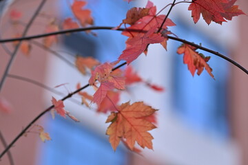 red autumn leaves