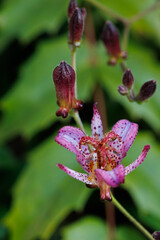 ホトトギスの花と蕾