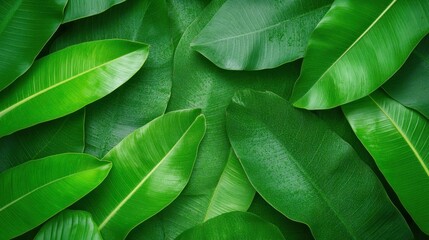 Obraz premium Explore green leaves discover the beauty and diversity of nature's foliage