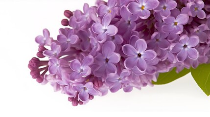 Fototapeta premium Close-up of Delicate Lilac Blossoms with Green Leaves