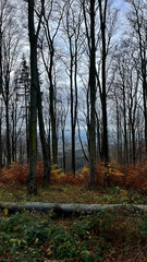 Autumn landscape, autumn trees without leaves in the mountains of Poland