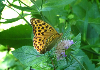 papillon Tabac d'Espagne