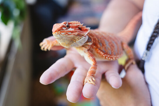 Man with orange colored bearded dragon sitting on hand