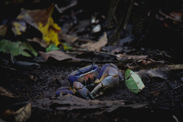 crab on the beach