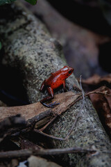 Blue Jeans poison dart frog