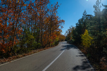 Naklejka premium View of the forest road with green and yellowing trees.
