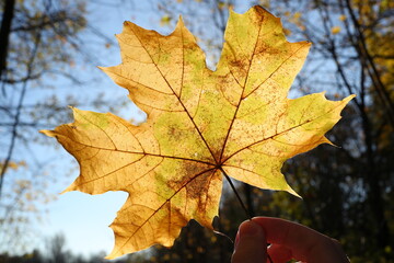 Yellow autumn maple leaf in hand close up on a trees and sky background. Photo 21 October 2024 year.