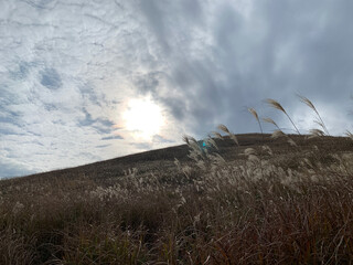 autumn field