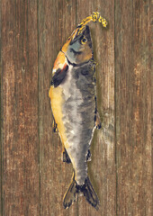 手描き水彩で描いた板壁に吊るされた新巻鮭のイラスト