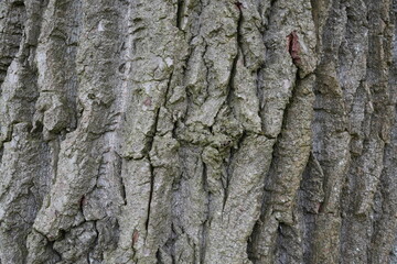 cracked tree bark of oak tree. rough wood tree trunk background. 