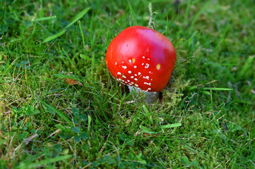 Fliegenpilz jung