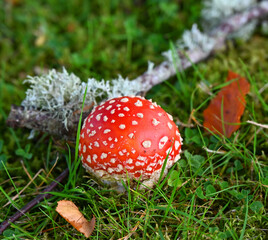 Fliegenpilz