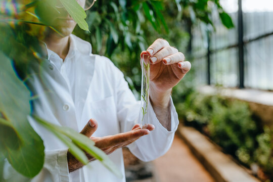 Scientist holding test tube with plant sample in nursery