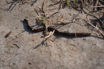 The earthworm is crawling on the soil surface 