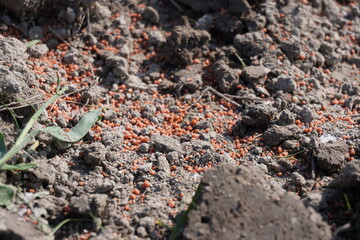 Fertilizer has been applied in the field for increasing fertility 