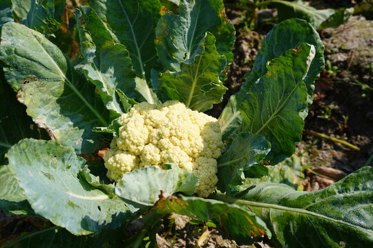 Cauliflower inside its long green leaves - Powered by Adobe