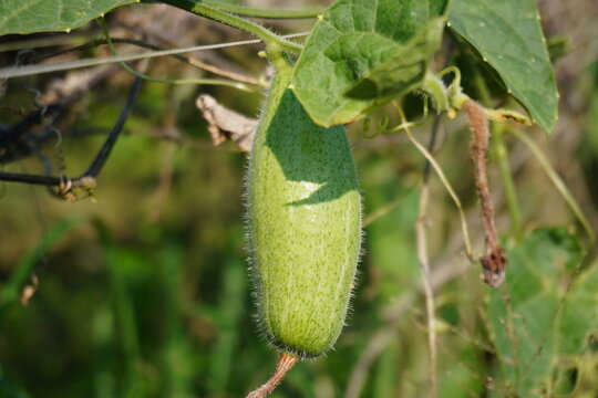 The pointed gourd is hanging from its plant in close up with a blurry background 