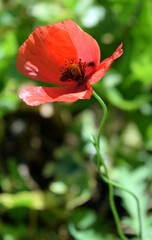 Red poppy on a natural background. Red poppy in natural environment.