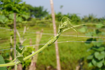 The twig of the pumpkin the creeper plant in close up with a blurry background 