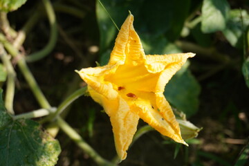 Fototapeta premium The yellow pumpkin flower in close up with a blurry background 
