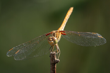 Dragonfly perched on branch