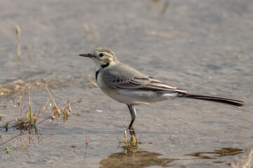 White wagtail standing in the pond water