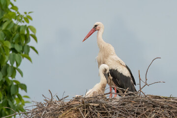Juvenile white stork standing in the nest next to her parent