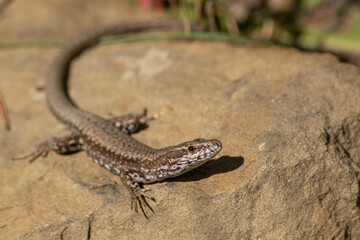 Common wall lizard standing on rock in mountain