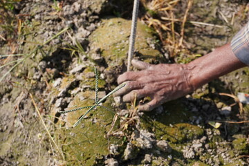 The farm worker is removing weeds from the field 