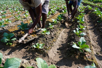 Naklejka premium The farm workers are cutting the tunnel little deeper for water supplying to the entire field 