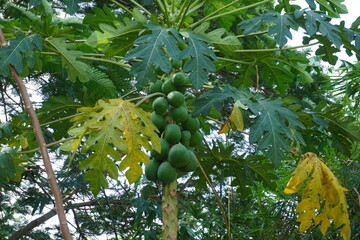 The papaya tree is full with green papayas along with its long leaves 