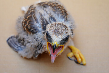 A baby white falcon Black-winged Kite was lost from its nest due to a storm and is awaiting...