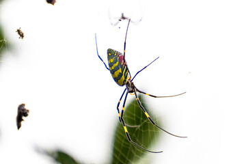Spiders in a web 