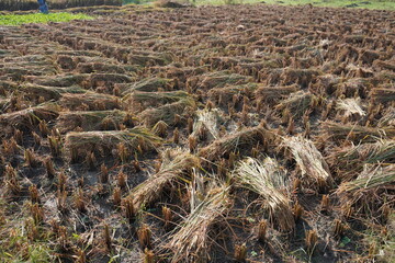 The rice plants are bundle up after harvesting the paddy field for make it dry 